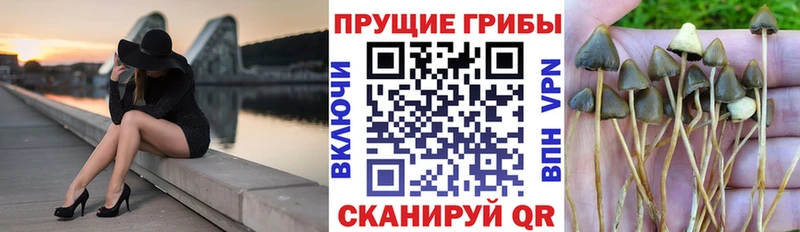 OMG ССЫЛКА Борзя Псилоцибиновые грибы Psilocybine cubensis
